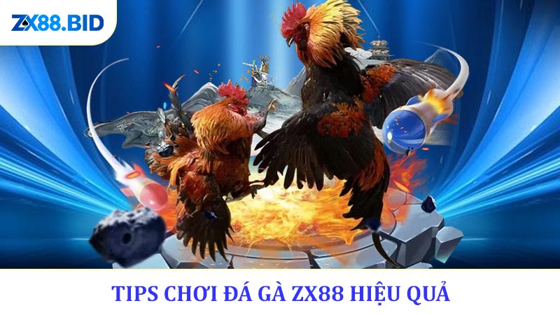 Tips Chơi Đá Gà ZX88 Hiệu Quả